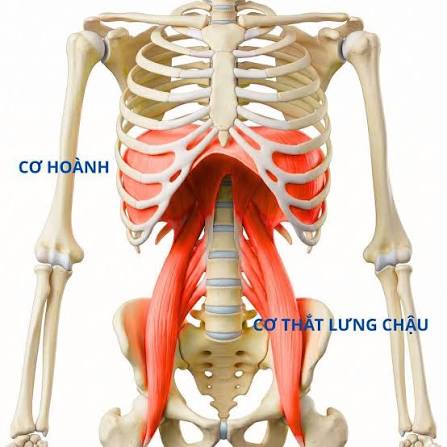 co-hoanh